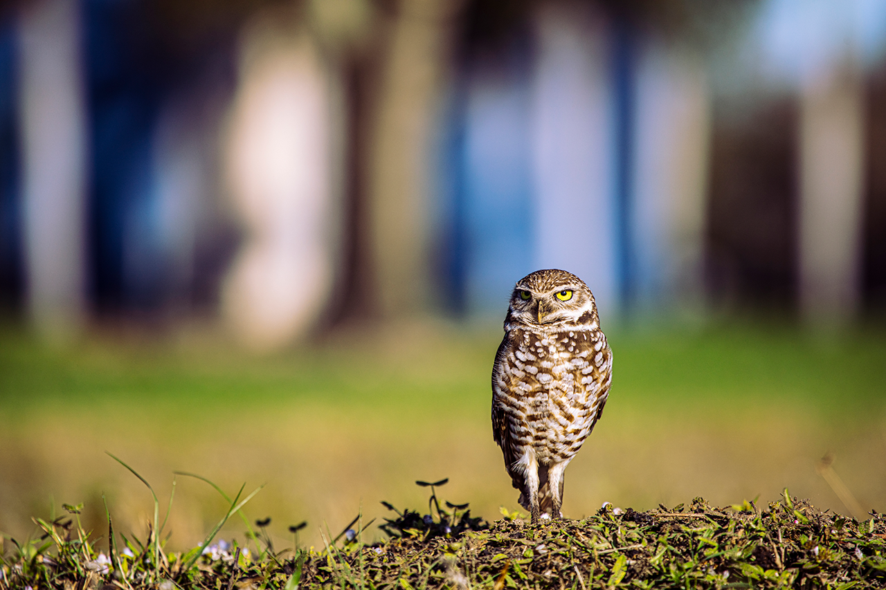 Burrowing Owl on Campus