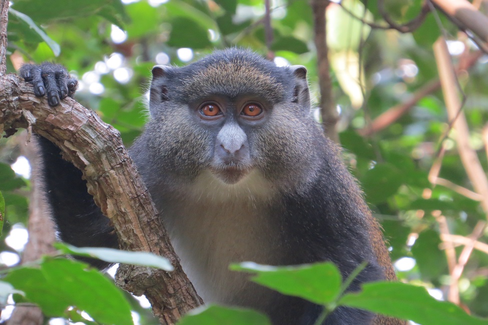 Gombe National Park, Guenon Monkeys, Jimmy, Hybrid Monkey