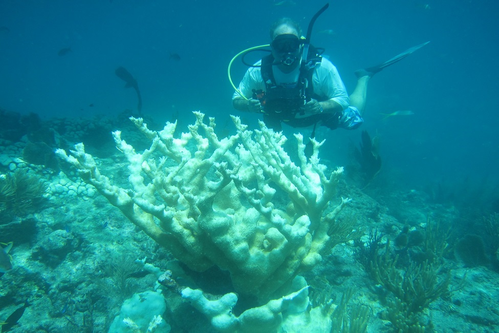 Coral Reefs, Coral Bleaching, Looe Key, Florida Keys, Pollution, Nitrogen, Wastewater, Massive Coral Death, Septic Systems