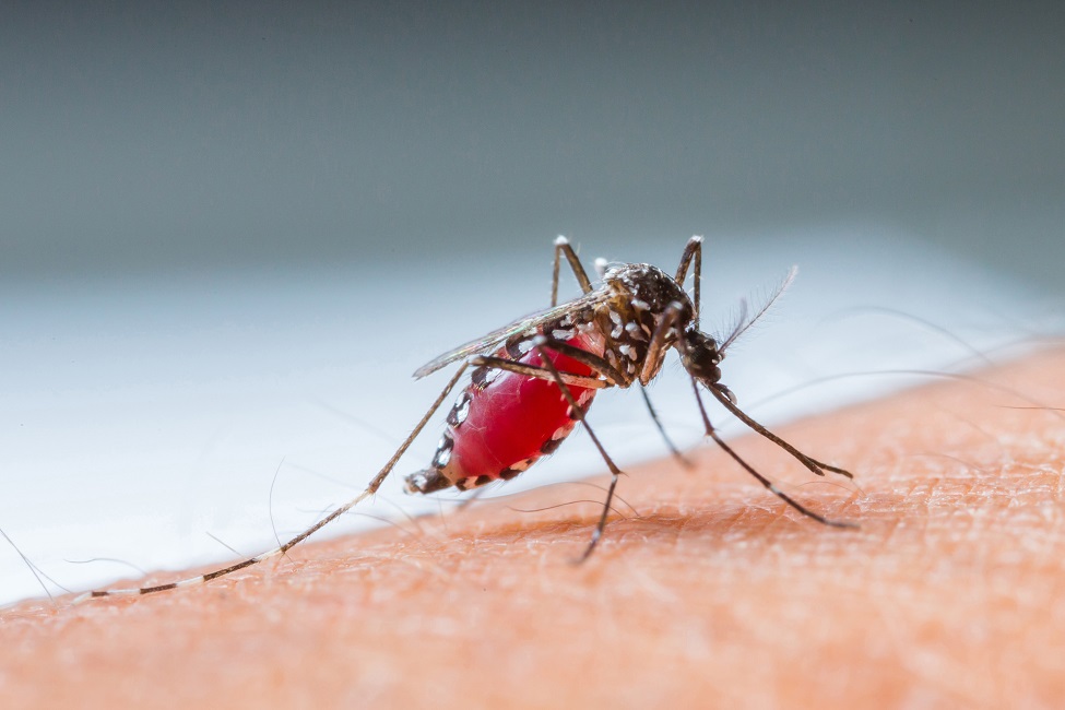 What causes malaria