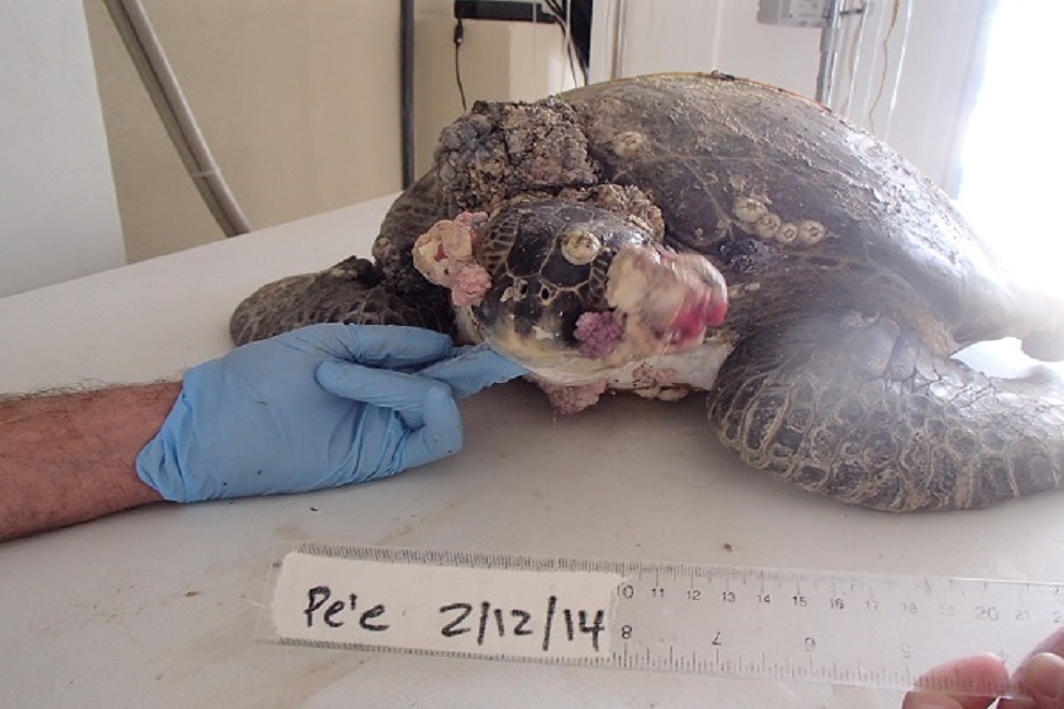 Green Sea Turtles, Rehabilitation Facilities, Infectious Tumors, Fibropapillomatosis, Herpes Virus, Infectious Diseases, Wildlife, Southeastern United States, Florida 
