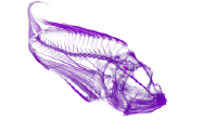 Micro-CT scan of a red lionfish