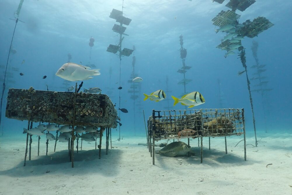 Frontiers in Science’ Public Lecture Series Presents ‘Saving Our Seas: On the Front Lines of Protecting Florida’s Coral Reefs