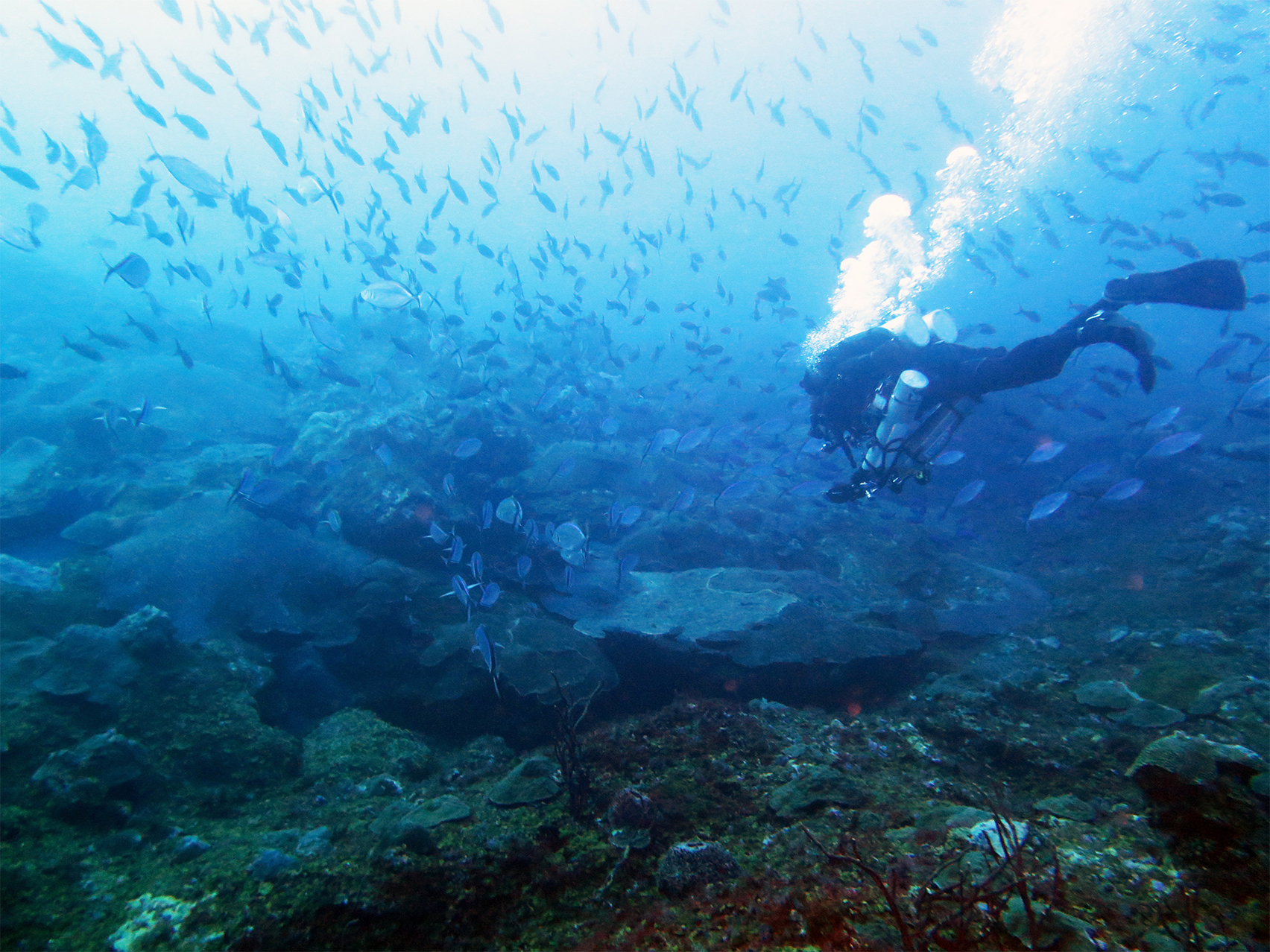 Harbor Branch Oceanographic Institute