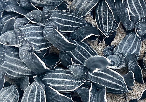 Study Finds Why Baby Leatherback Marine Turtles can't 'see the sea'