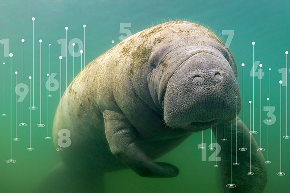 Manatee Conservation Project