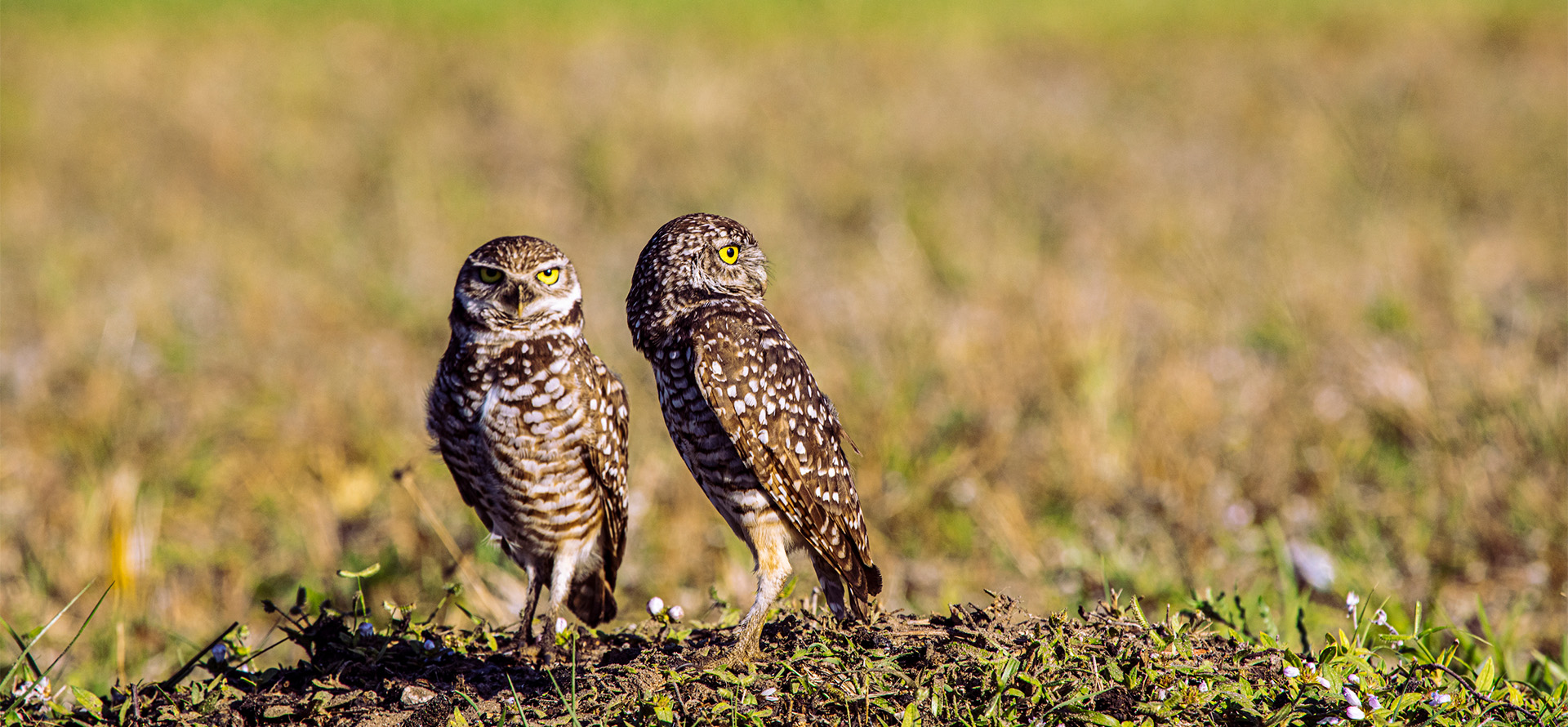 Burrowing Owls at Florida Atlantic