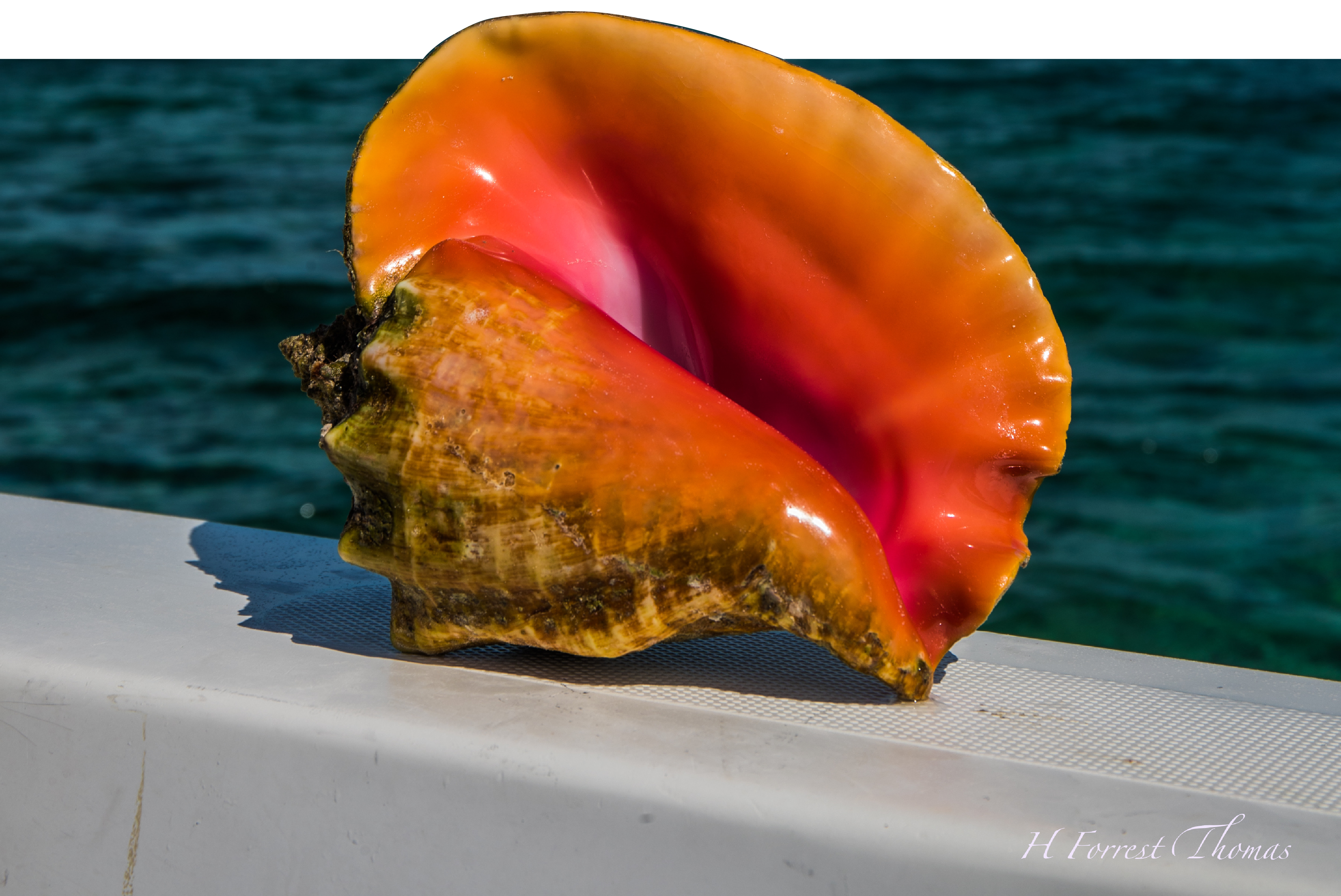 Queen Conch image