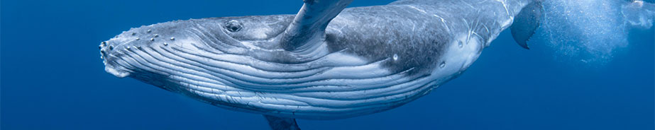 HUMPBACK WHALE EDUCATIONAL RESOURCES