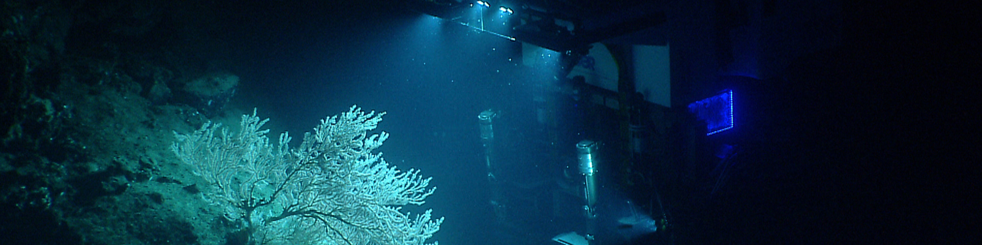 AA Remotely Operated Vehicle (ROV) exploring a deep coral reef habitat