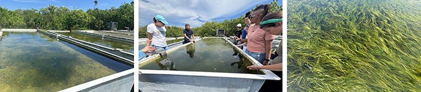 volunteer seagrass