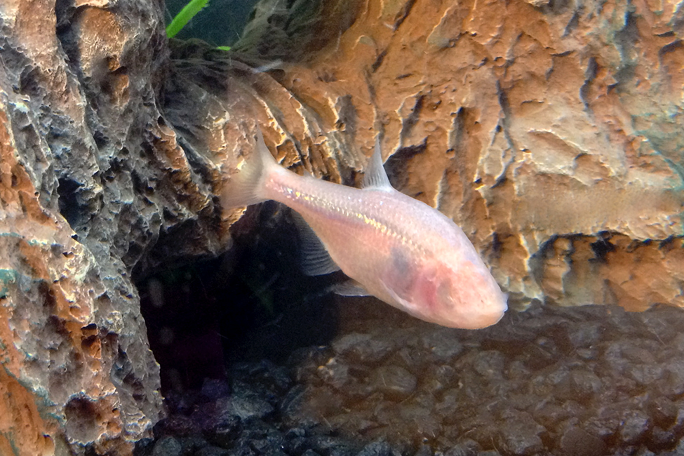 cave fish