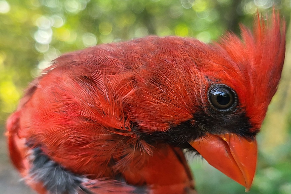 Northern Cardinal 