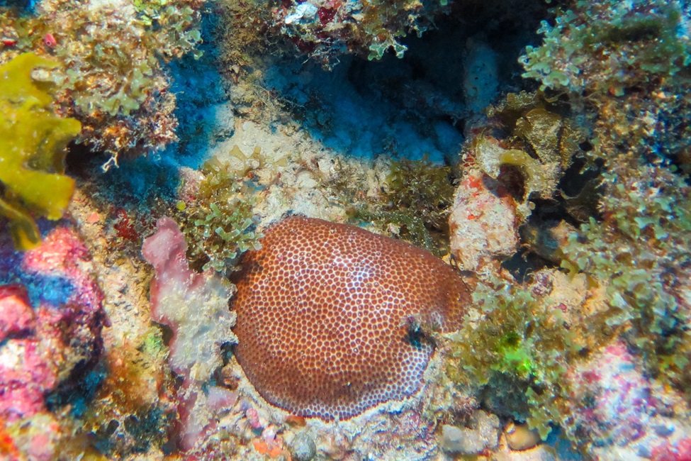 Blushing Star Coral, Florida Keys, Florida Keys National Marine Sanctuary, Corals, Coral Reefs