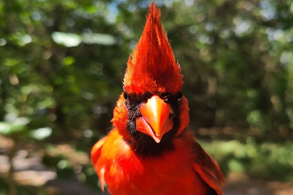 Northern Cardinal, Wild Bird, Plumage, Ornamentation 