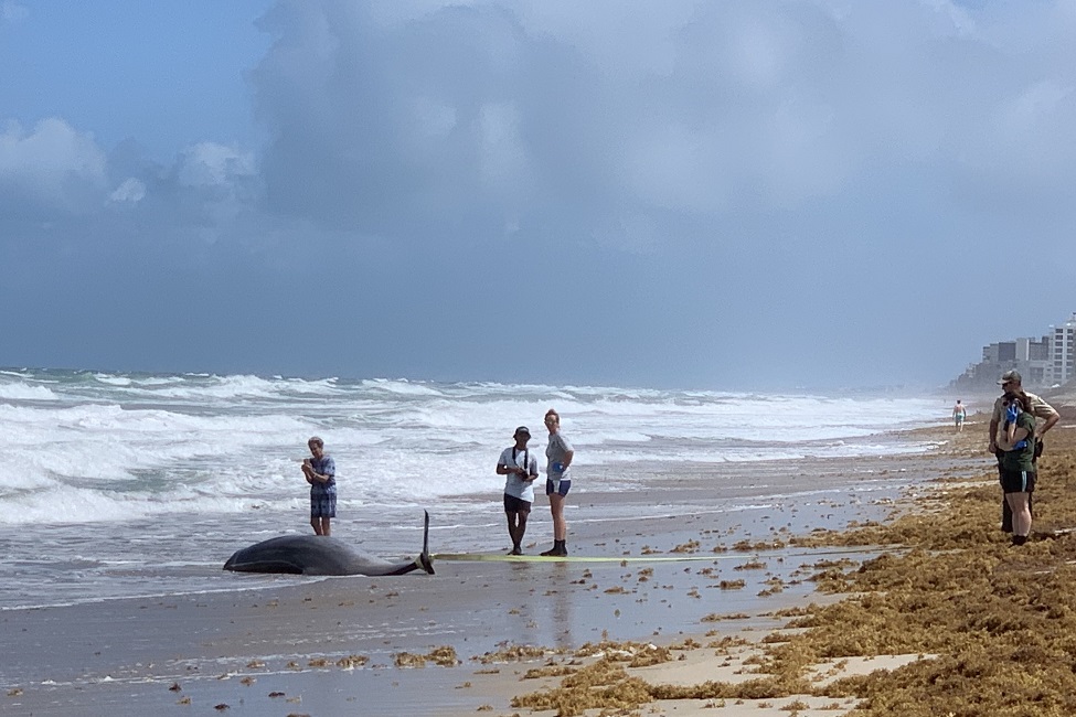 Stranded Whale, Florida, Atlantic Ocean, Pollution, Marine Environment, Pathology, Marine Mammals, Toxins, Fossil Fuels 
