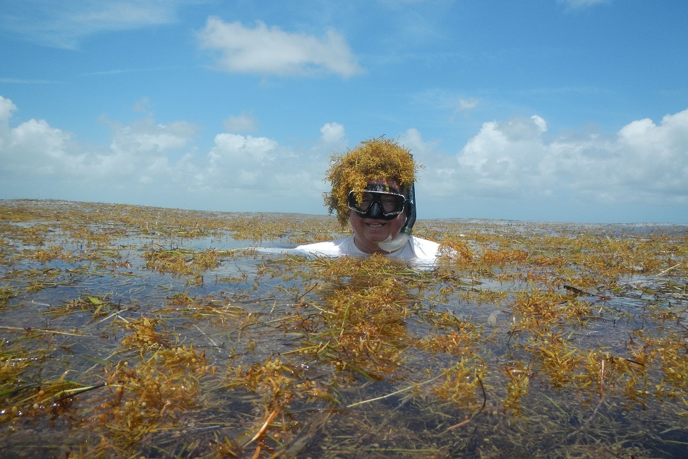 Sargassum, Seaweed, Researcher