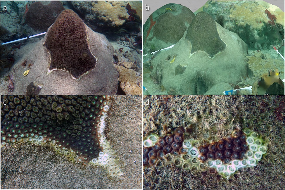 Photographs vs. 3D modeling: the composite of photographs show stony coral tissue loss disease lesions on a colony of Montastraea cavernosa. (a) a photograph of fate-tracked, stony coral tissue loss disease-infected coral colony, (b) rendered SfM 3D model, (c) characteristic of stony coral tissue loss disease lesion, and (d) necrotic tissue. (Photo credit: Joshua Voss, Ph.D.)