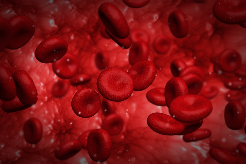 FAU | Novel Assay Finds New Mechanism Underlying Red Blood Cell Aging