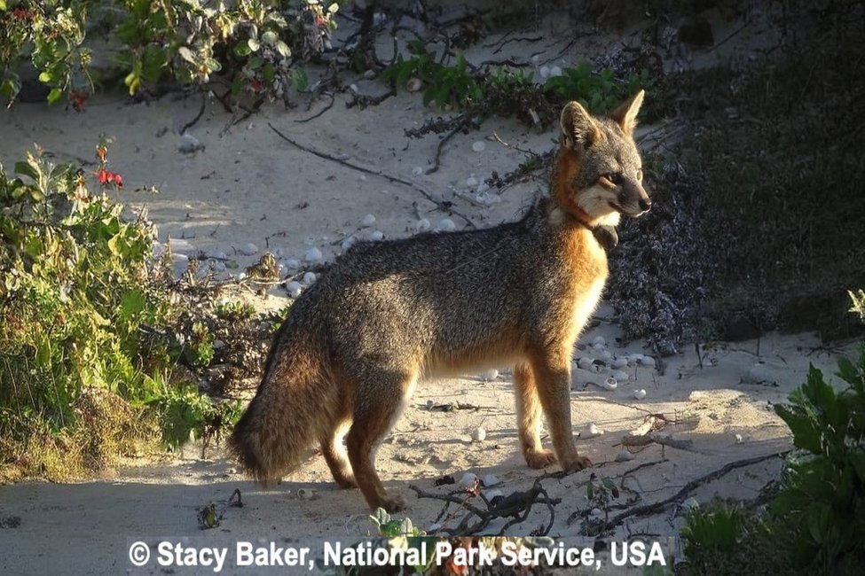 San Miguel Island Fox