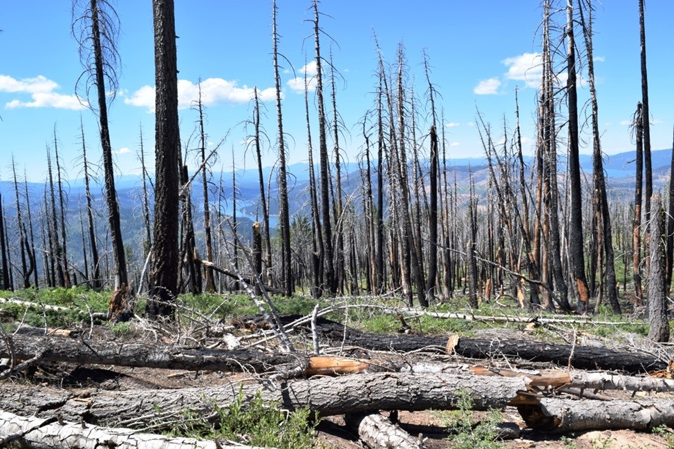 Sierra Nevada, Forest, Wildfire