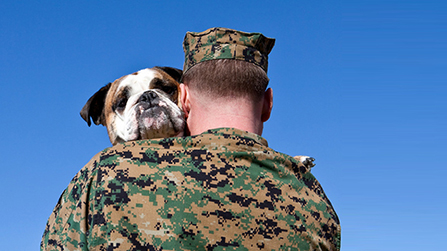 research project - Veteran Canine Rescue Mission