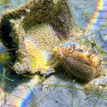 Sixth Annual photo contest Cowrie Eggs and Rainbow