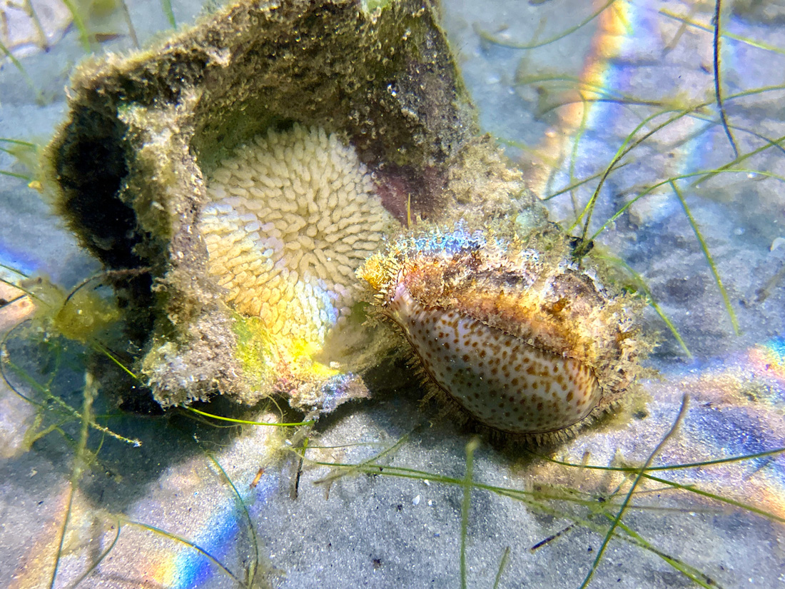 2024 photo contest Cowrie Eggs and Rainbow	