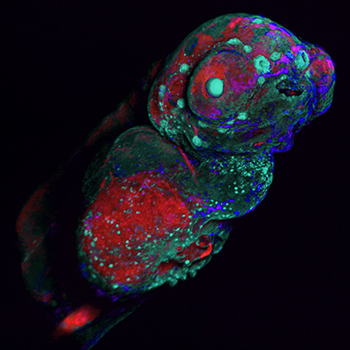 Sixth Annual photo contest Portrait of a Zebrafish 