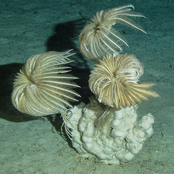 Sixth Annual photo contest Sponge and Sea Lilies