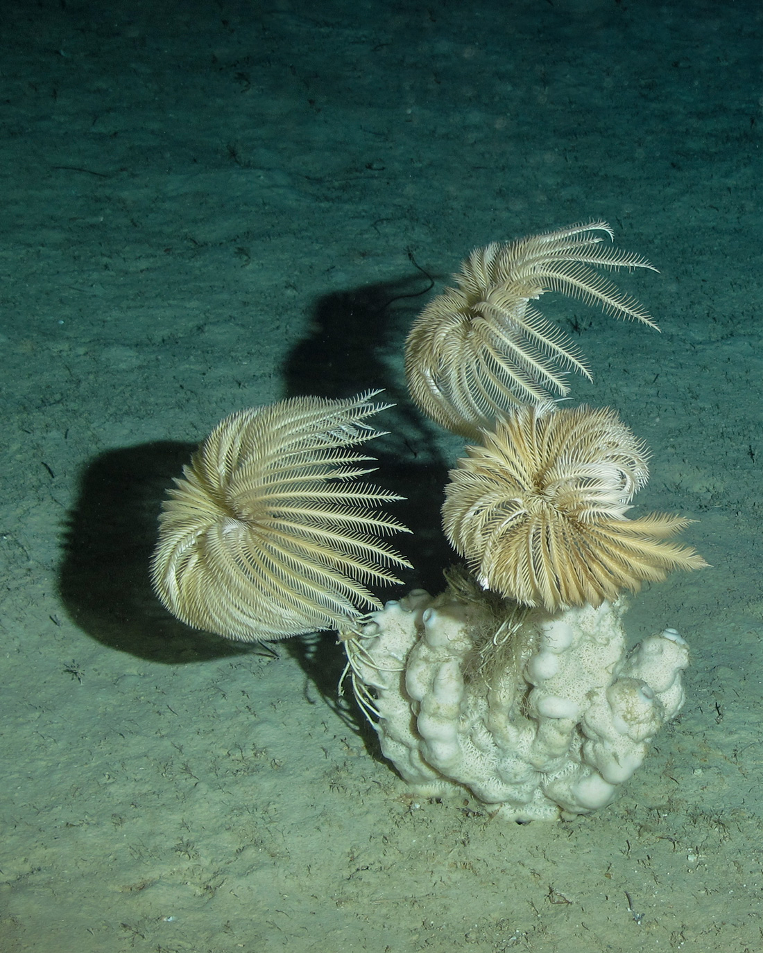 2024 photo contest Sponge and Sea Lilies	