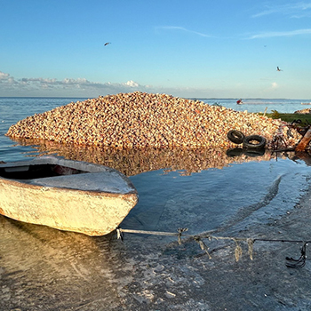 Sixth Annual photo contest Where Have All the Conch Gone?