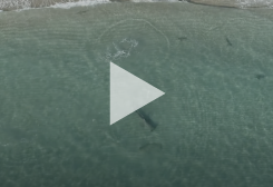 Video Shows Blacktip Sharks Use Shallow Water to Flee Huge Predators