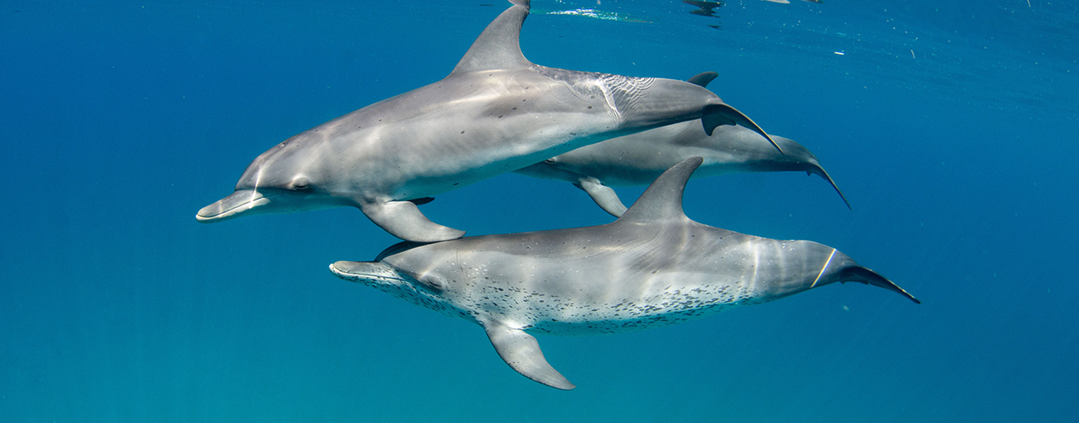 Wild Dolphin Project – New Research: Making Friends!