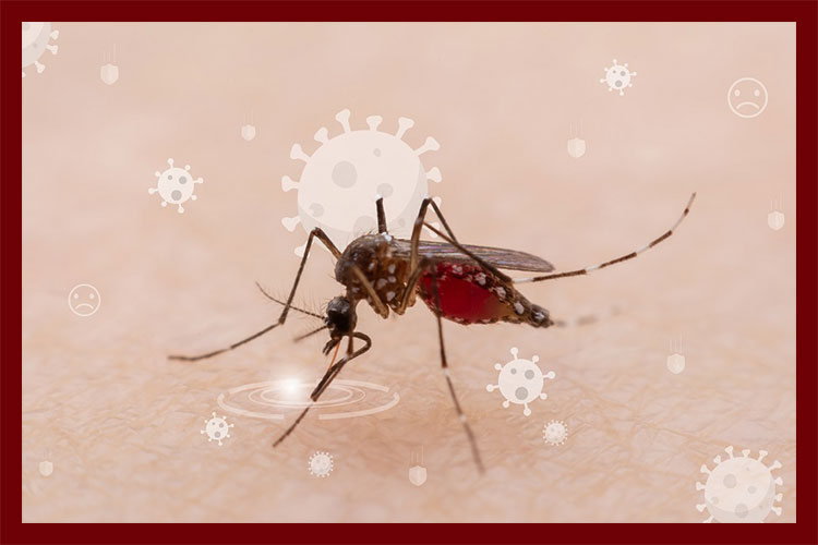 Malaria Parasite and Human Time Clocks Align