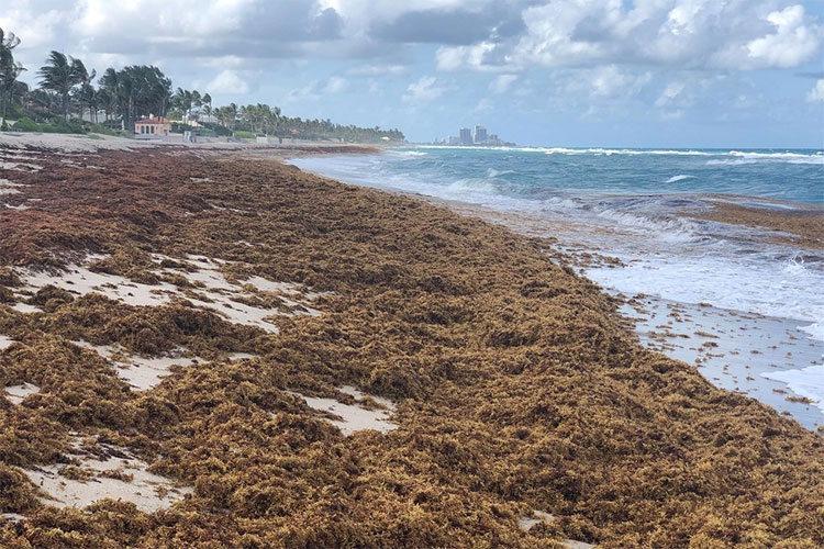Nutrients Drive Seaweed Blooms 