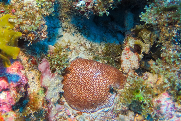 Deeper Corals May Help Shallow Reefs Recover