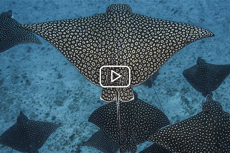 Eagle Rays: Soaring on Spotted Wings