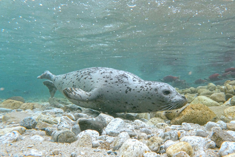 Alaska’s Iliamna Lake Seals