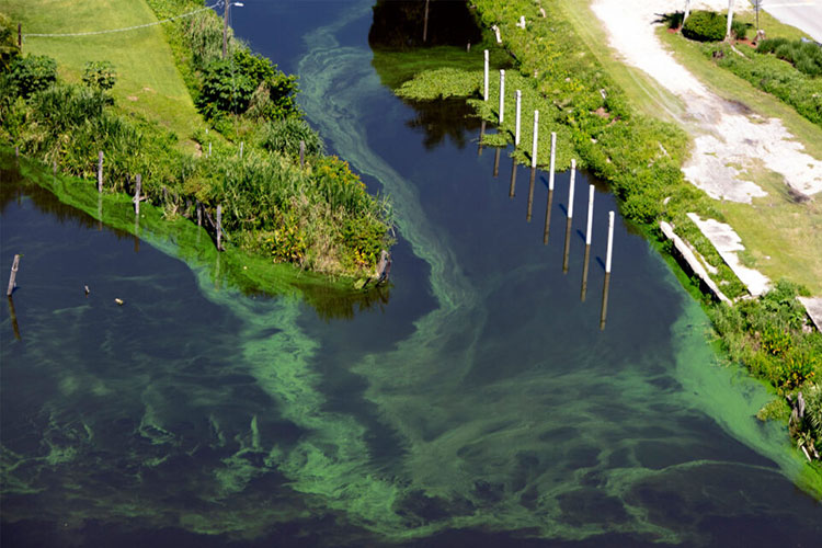 Florida Agriculture Fuels Algae Blooms