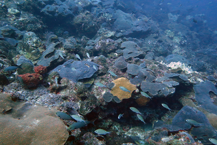 NOAA-funded Research from FAU Harbor Branch