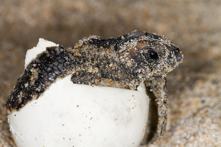 How Rainfall Impacts Size of Sea Turtle Hatchlings