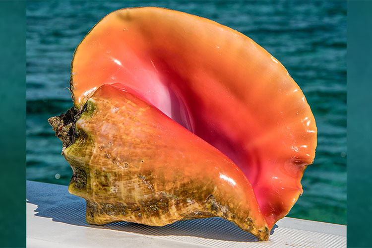 Restoring the Queen Conch Population