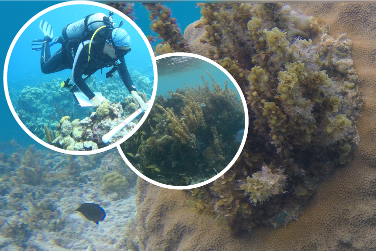 Sargassum, Coral Reefs and Water Quality