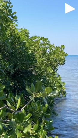 video cover Manmade Mangrove Magic