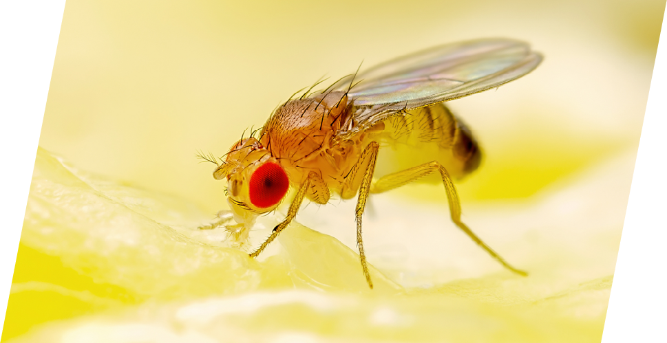 fly on yellow background