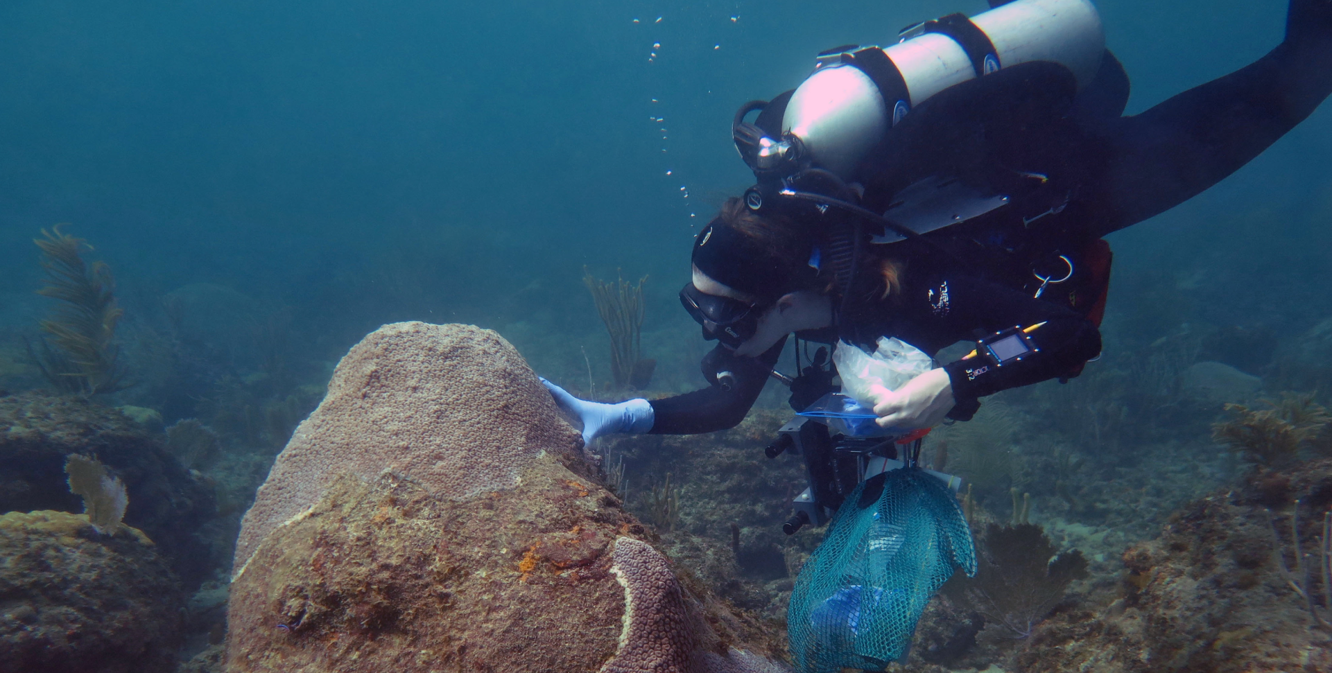 image of scuba diver touching coral in the water