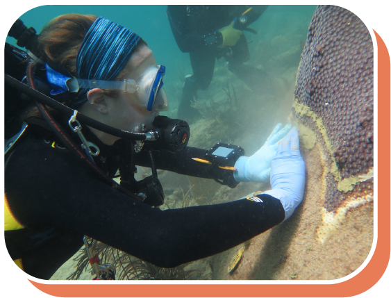 diver touching coral