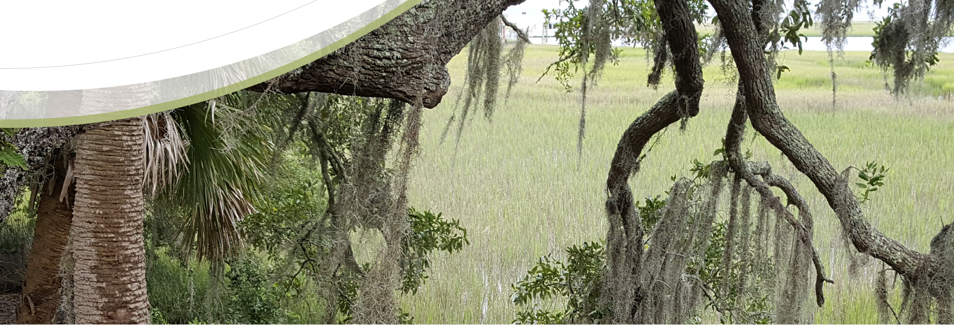 image of tree branches with grass in the background