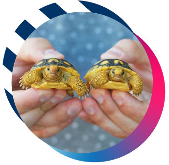 two hands holding baby tortoises